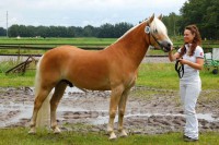 /album/fotogalerij-topdag-voor-diana-rezel-op-de-haflingerkeuring-te-gorredijk-14-juli-2012-/haflingerkeuring-gorredijk-14-juli-2012-diana-met-haar-paard-wander-1e-premie-2e-van-de-1e-premies-jpg1/